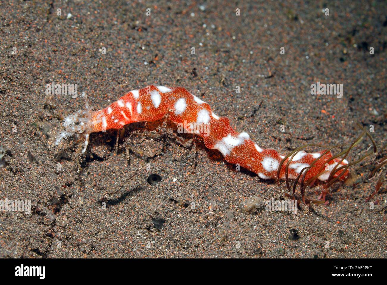 Feather Mouth Sea Cucumber, Synapta or Synaptula sp. Appears to be an undescribed species. Tulamben, Bali, Indonesia. Bali Sea, Indian Ocean Stock Photo