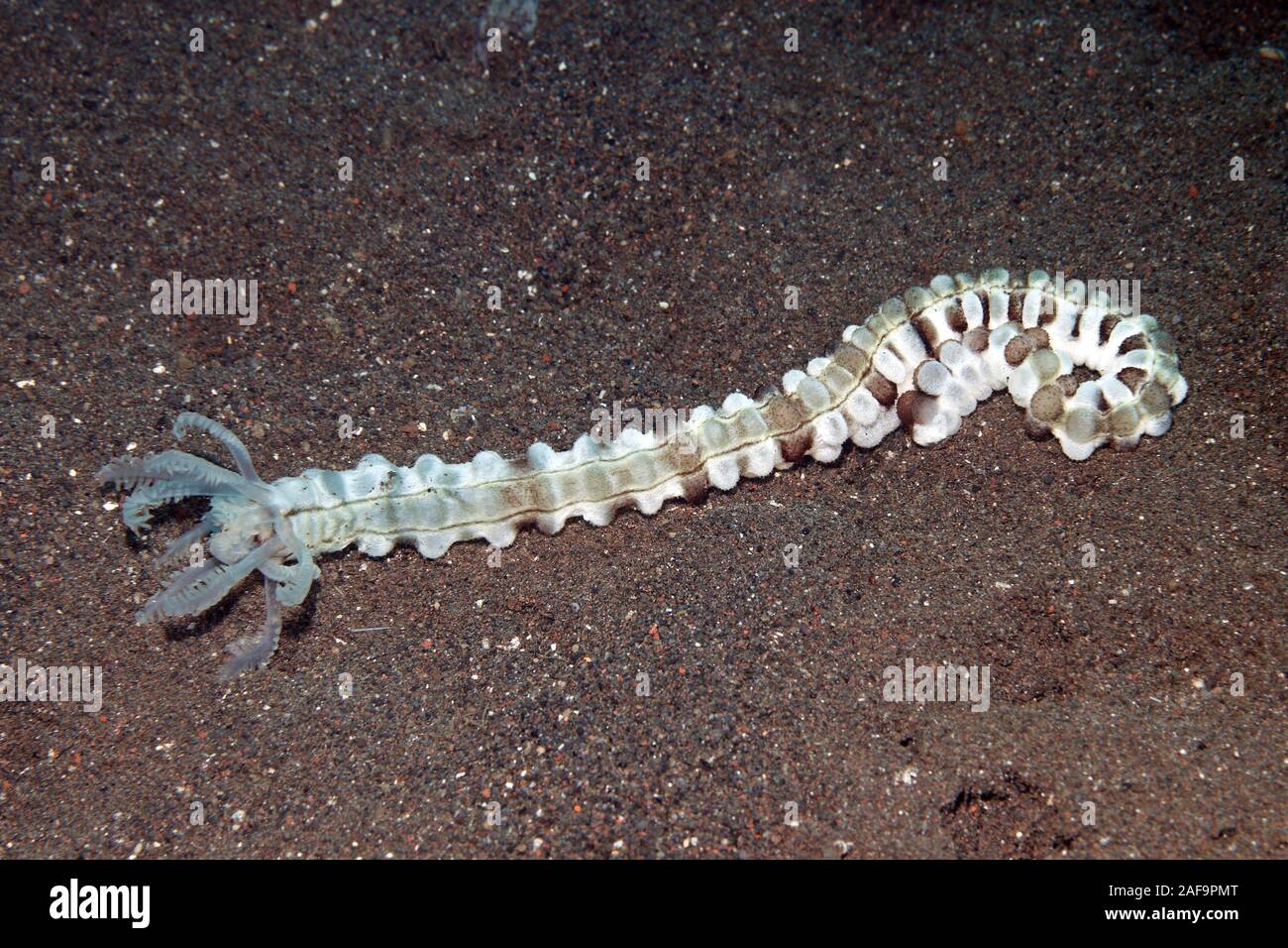 Snake Sea Cucumber, Synapta maculata. Also known as Spotted Worm Sea Cucumber, Feather Mouth Sea Cucumber and Giant Synaptid Sea Cucumber. Stock Photo
