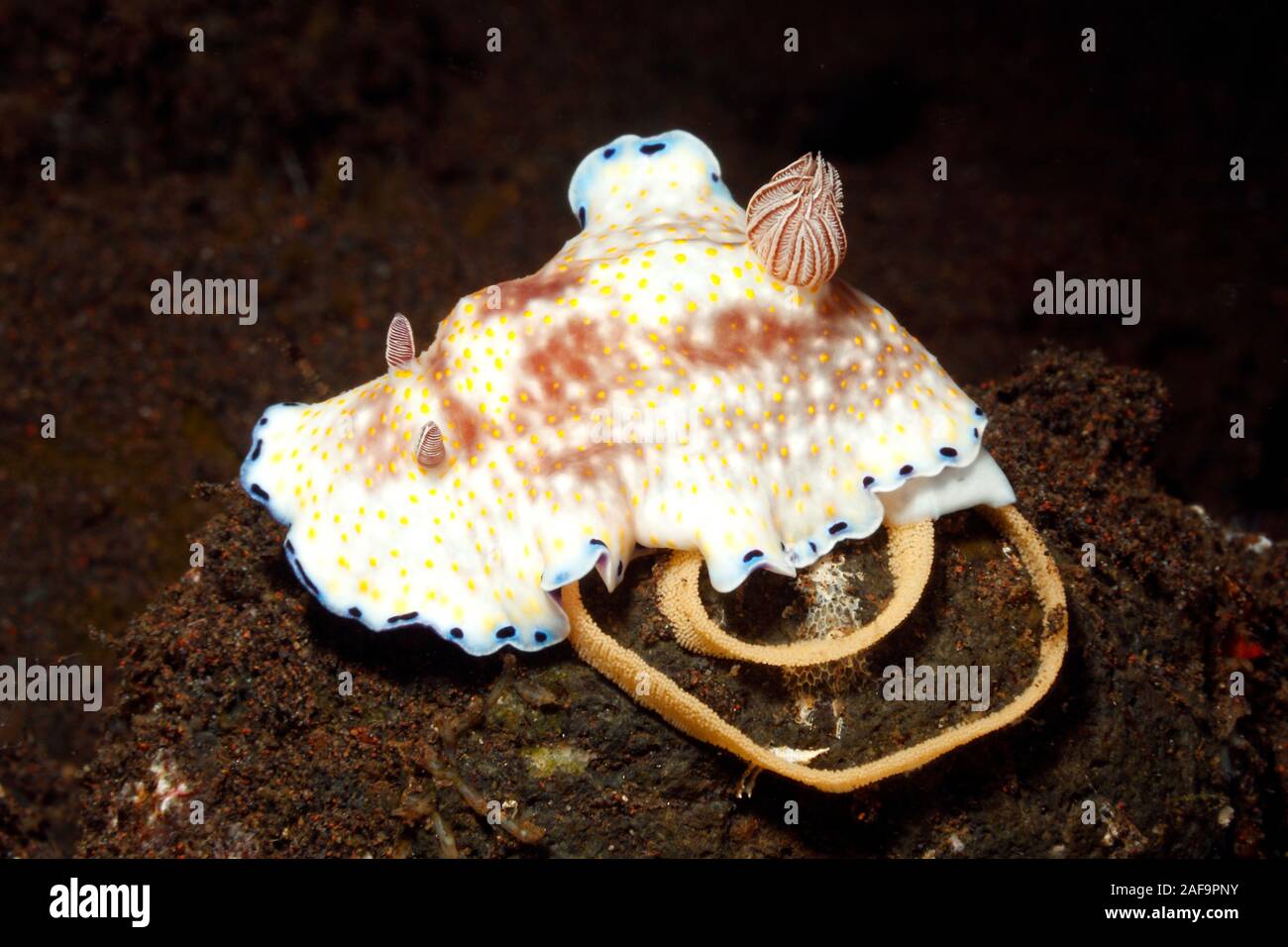 Nudibranch Sea Slug, Goniobranchus aureopurpureus or Goniobranchus rufomaculatus laying an egg ring. Tulamben, Bali, Indonesia. Bali Sea, Indian Ocean Stock Photo
