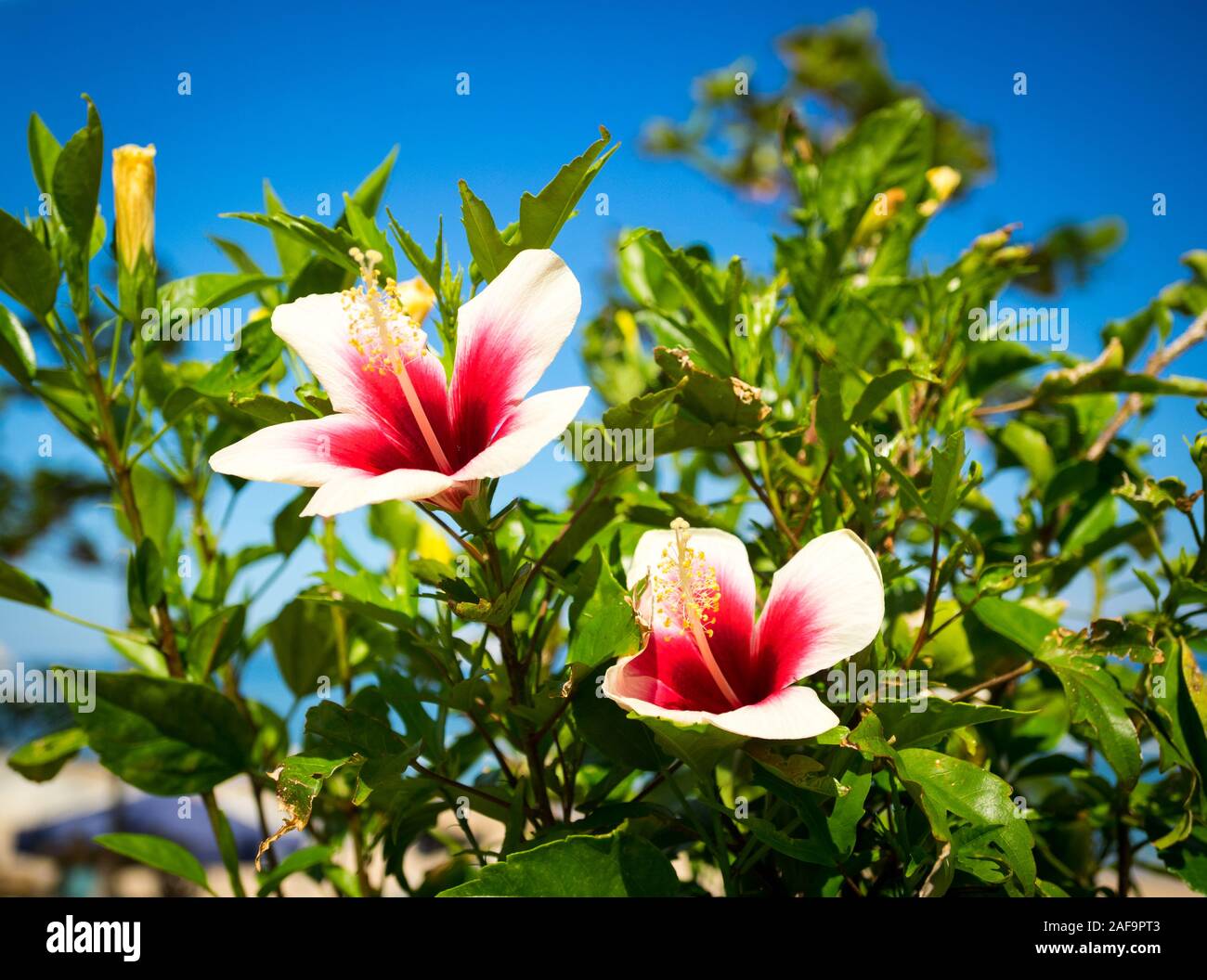 White Chinese hibiscus (Hibiscus rosa-sinensis) flowers with red hearts, also known as a Hawaiian hibiscus or rose mallow. Ishigaki, Okinawa, Japan Stock Photo