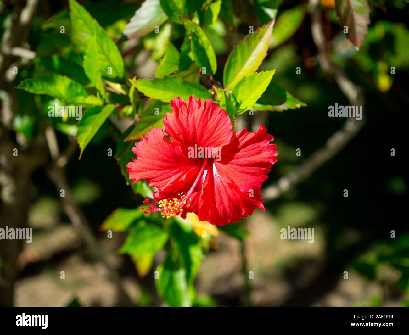 Red Chinese hibiscus (Hibiscus rosa-sinensis), also known as a China rose, Hawaiian hibiscus, rose mallow or shoeblackplant. Ishigaki, Okinawa, Japan Stock Photo