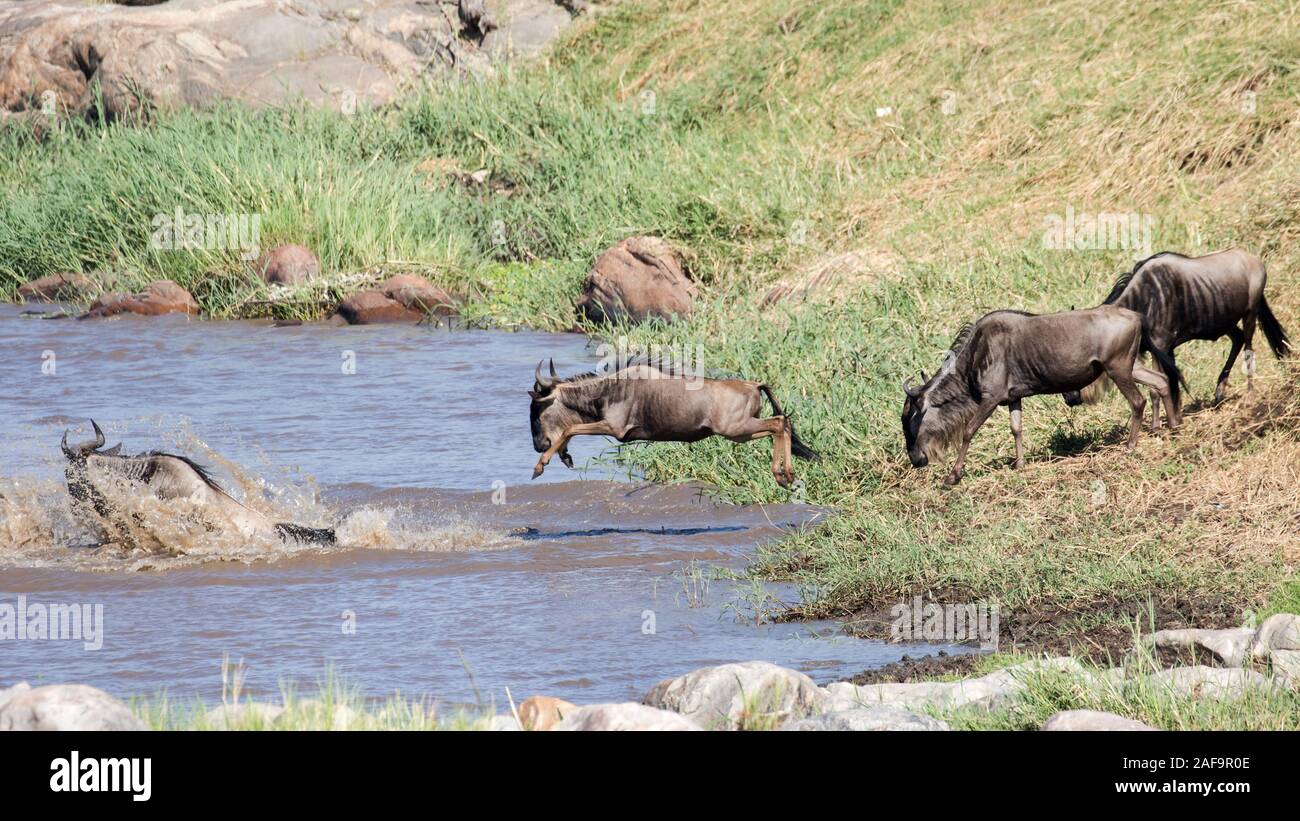 Wildebeest migration crossing Mara River Serengetti National Park Stock Photo