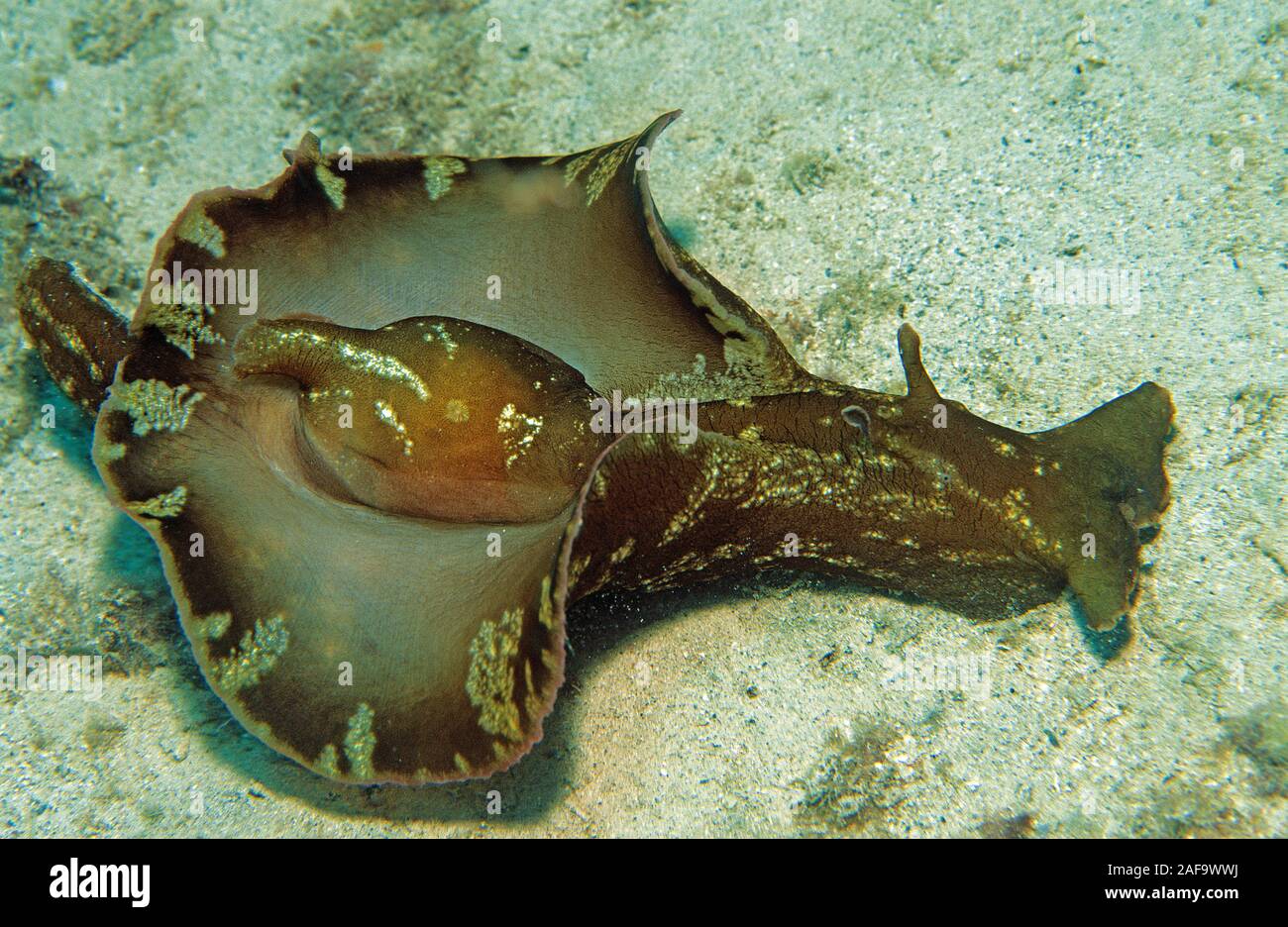 Mottled sea hare or sooty sea hare (Aplysia fasciata), Kas, Lykia, Turkey Stock Photo