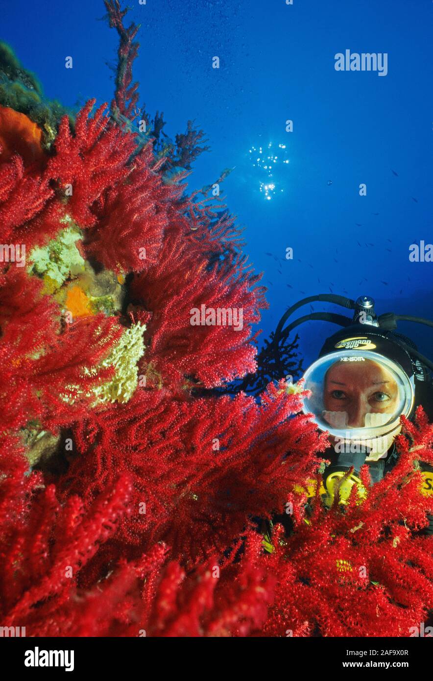 Scuba diver watches red seafans (Paramuricea clavata), Corsica, France Stock Photo