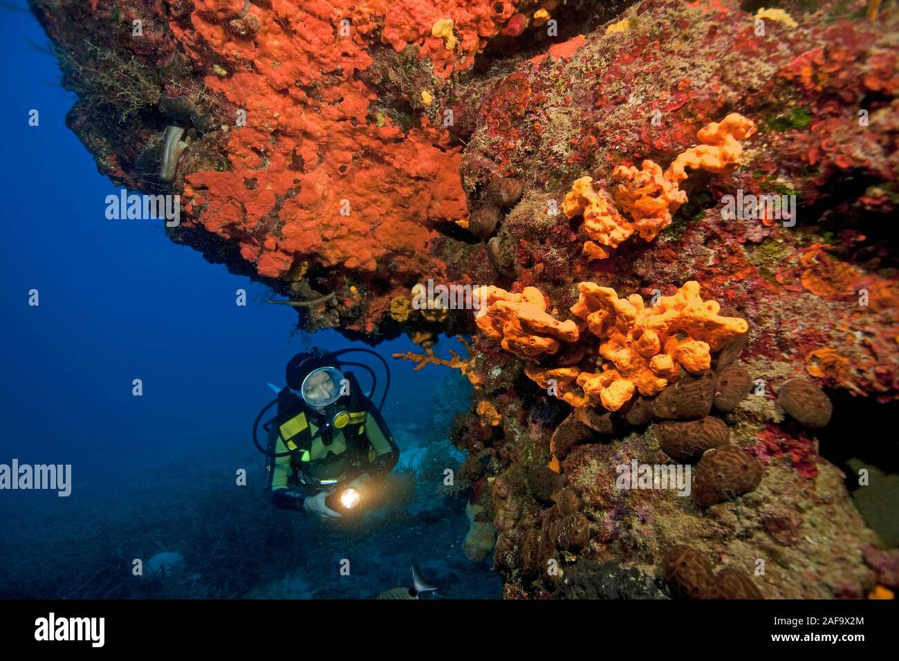 Scuba diver at a rocky reef with red mediteranean sponges (Spirastrellidae), Bodrum, Turkey Stock Photo