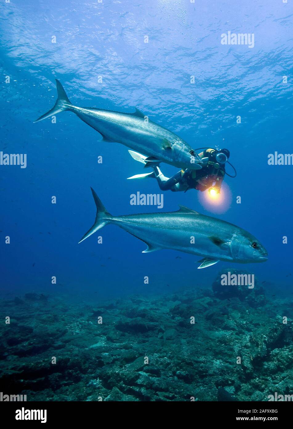 Scuba diver and Greater amberjack, Almaco Jack, Jackfish (Seriola dumerili), Bodrum, Turkey Stock Photo