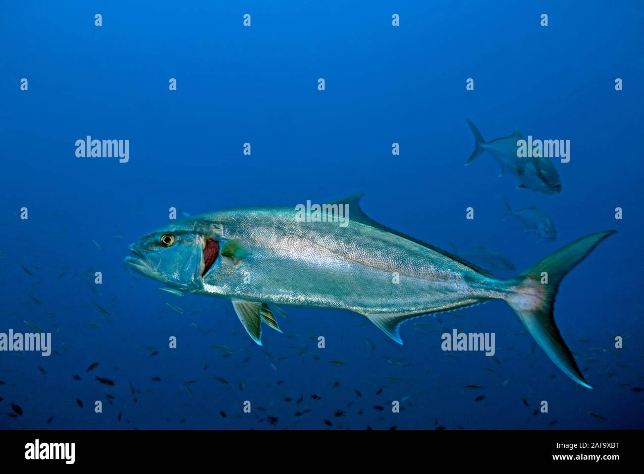 Greater amberjack, Almaco Jack, Jackfish (Seriola dumerili) in blue water, Bodrum, Turkey Stock Photo