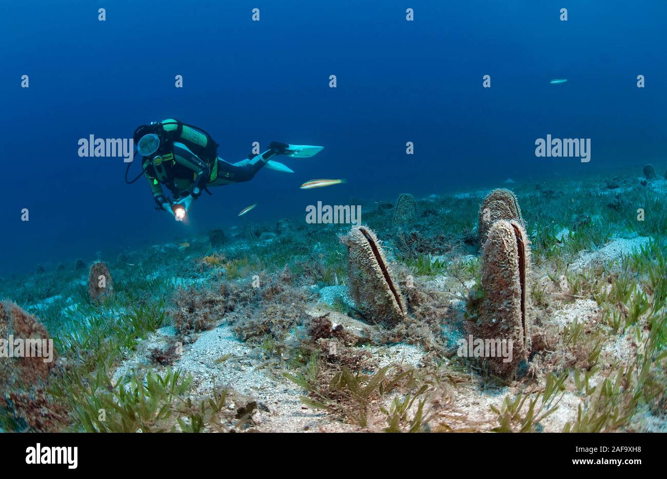 Scuba diver at rare Noble Pen Shells (Pinna nobilis) on a seaweed, Kas, Lycia, Turkey Stock Photo
