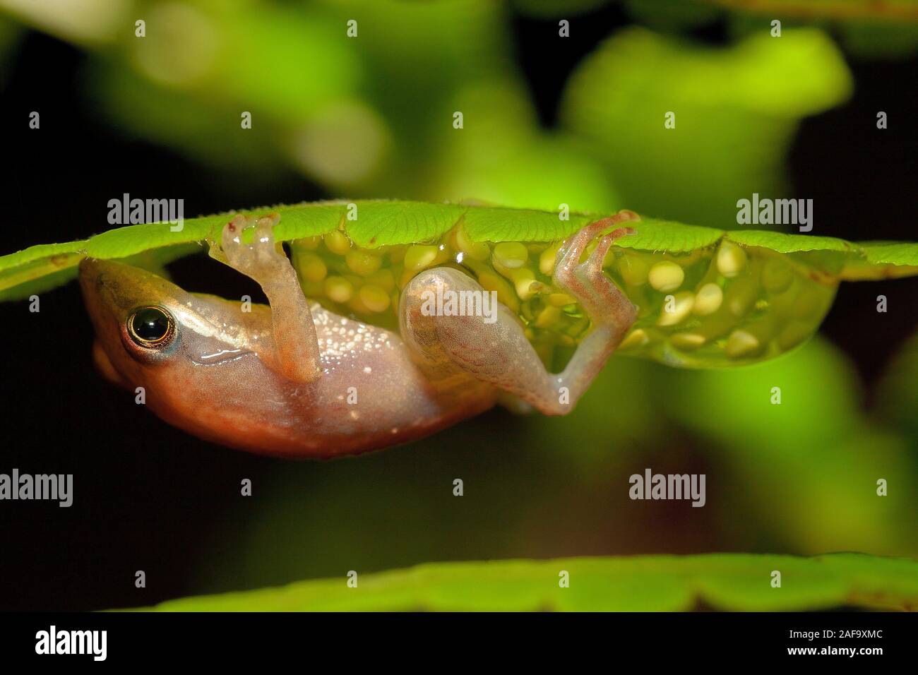 Egg clutch of arboreal frogs in Madagascar Madagascar Stock Photo Alamy