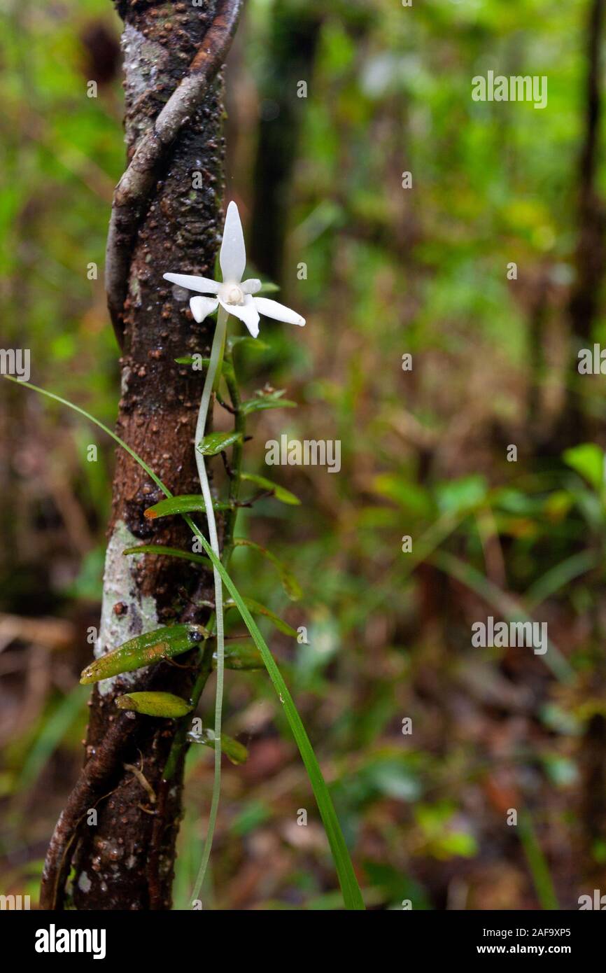 Arboreal orchid from Madagascar Stock Photo