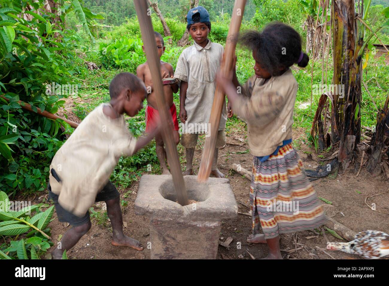 Malagasy children are pounding rice in a mortar from Madagascar Stock Photo