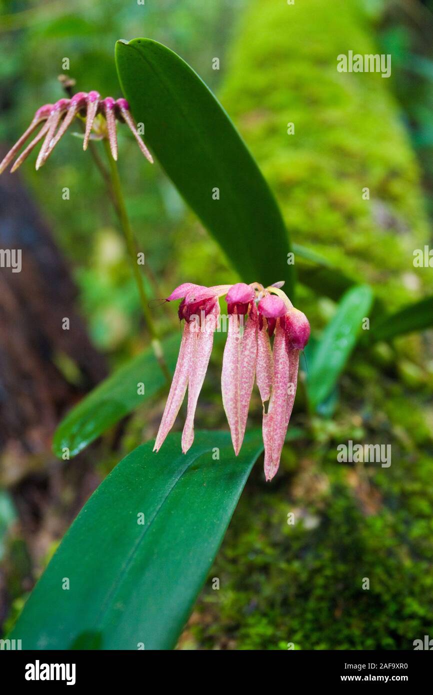 Arboreal orchid from Madagascar Stock Photo