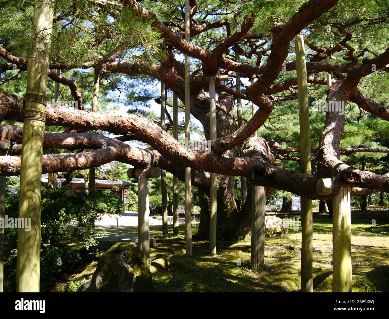 Matsu culture hires stock photography and images Alamy