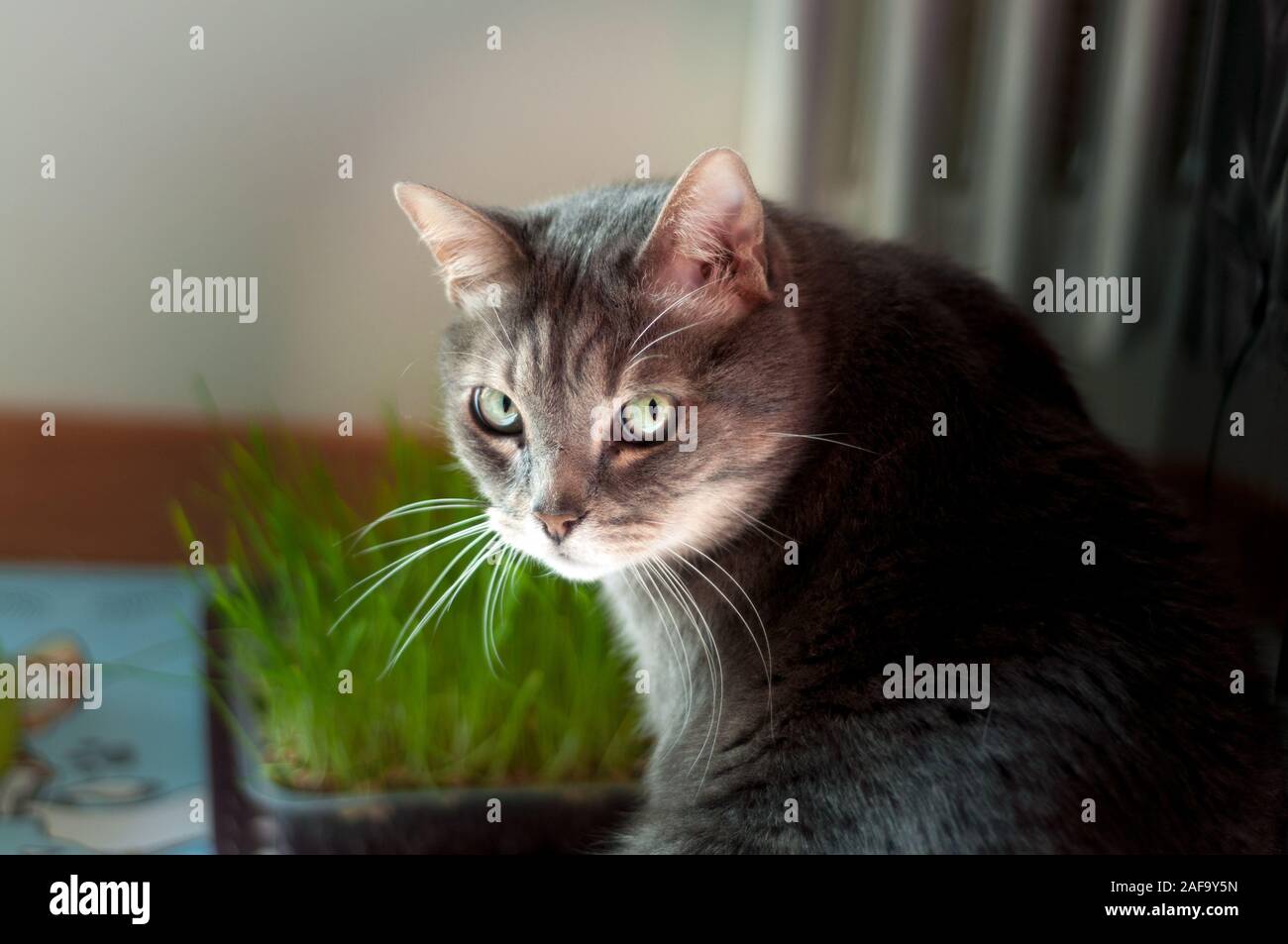 beautiful shy male cat sitting near his grass. He has long whiskers and big green eyes Stock Photo