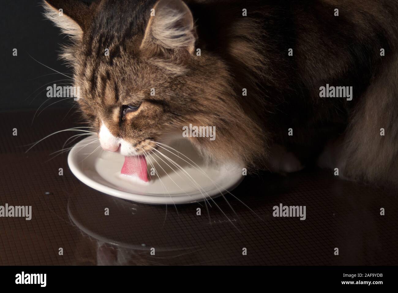 close-up of a beautiful norwegian forest cat drinking milk out of a saucer in dim light. long tongue out. Stock Photo