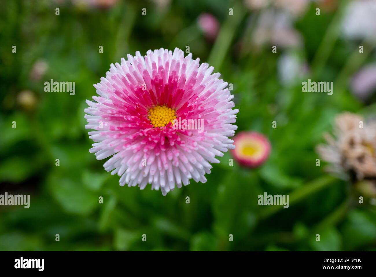 Beautiful pink flower with a green background in Germany during spring time - Daisy Pink Bellis Perennis Super Enorma Stock Photo