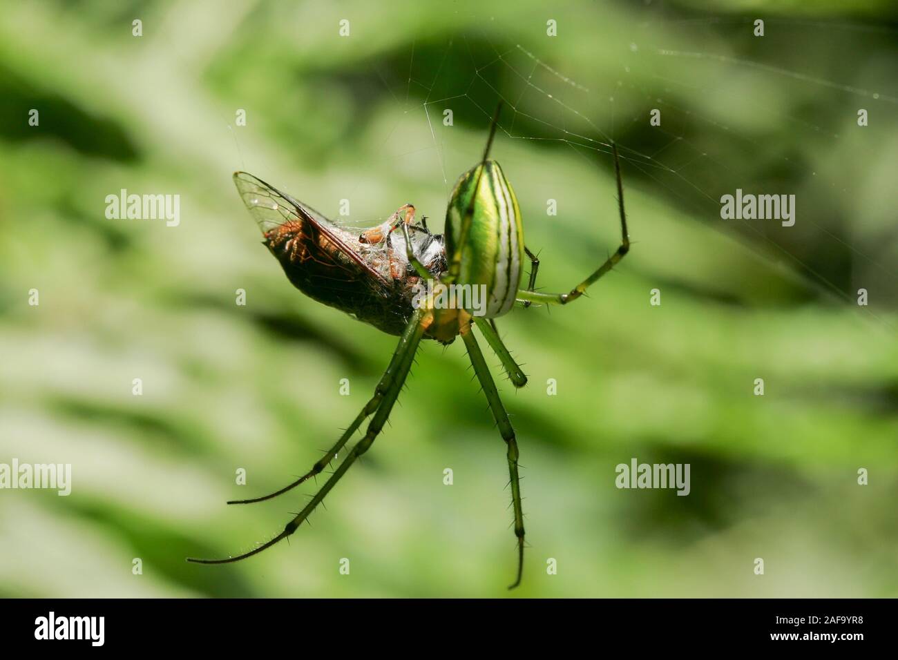 Orchard Orbweaver Spider eating on the web, photo taken in Taiwan Stock Photo