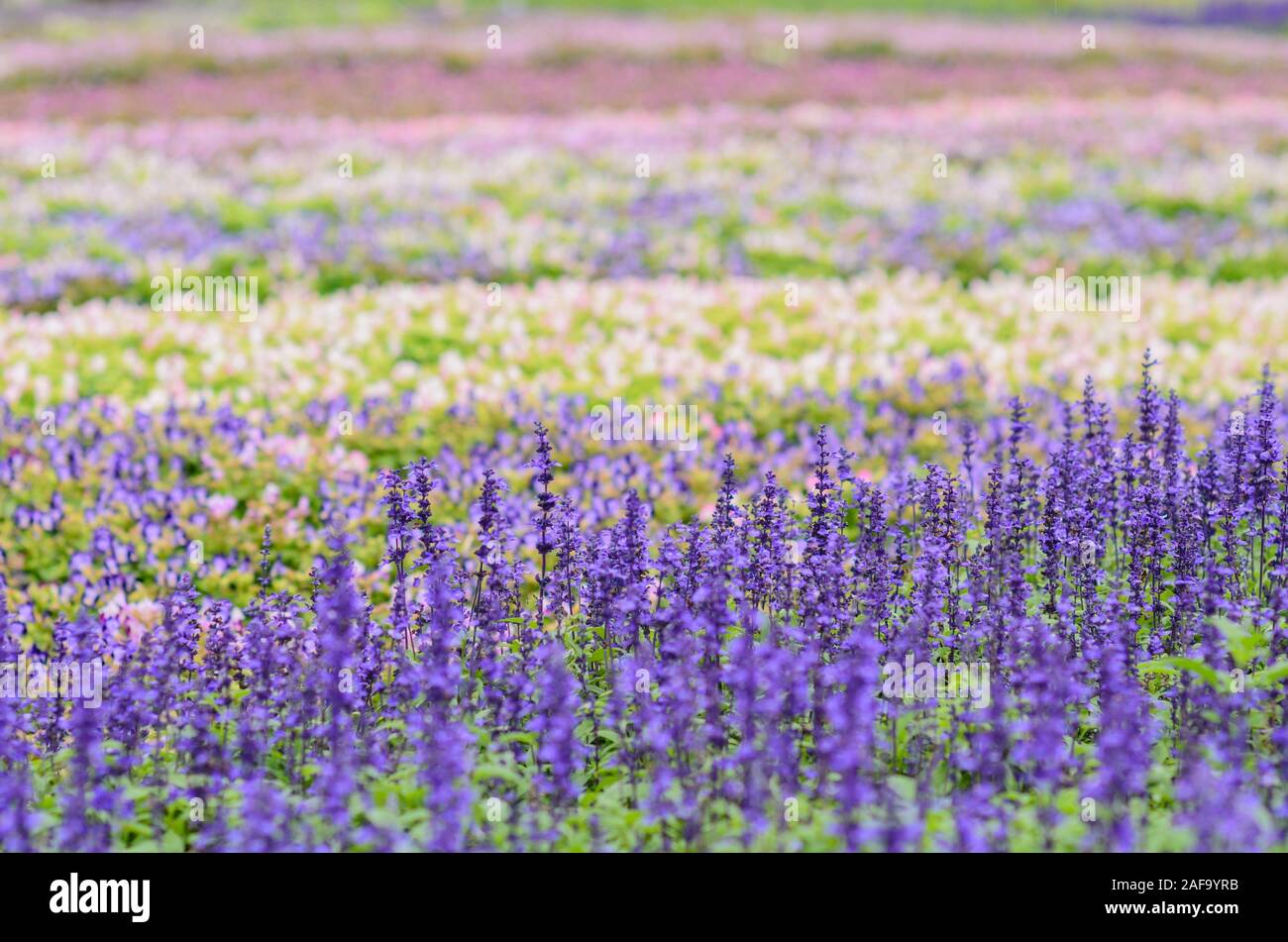 Close up shot of many purple Delphinium flower blossom at Taipei, Taiwan Stock Photo