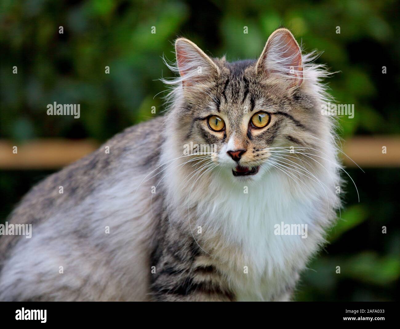 A norwegian forest cat male with his mouth open Stock Photo
