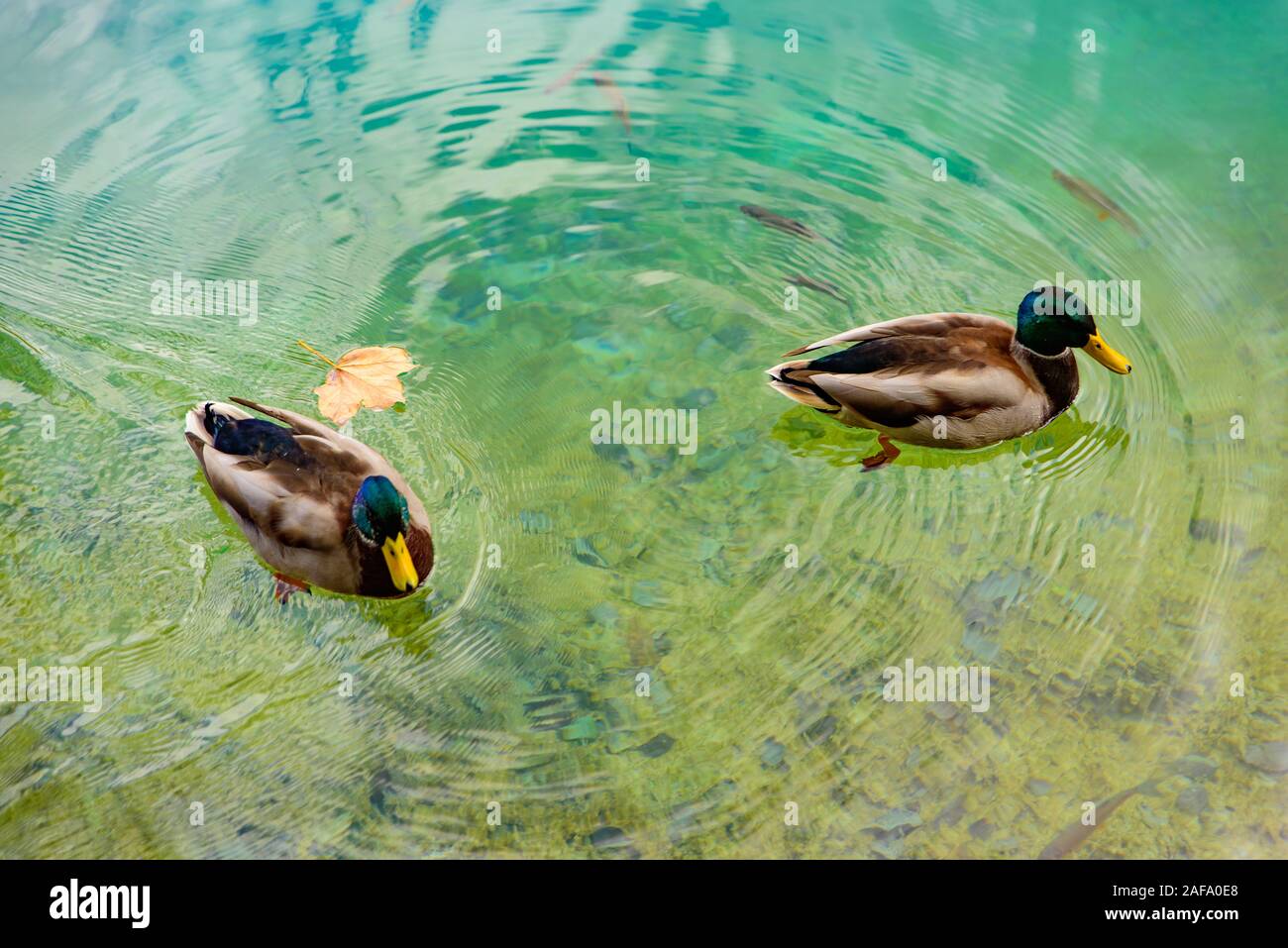 Ducks swimming on turquoise water Stock Photo