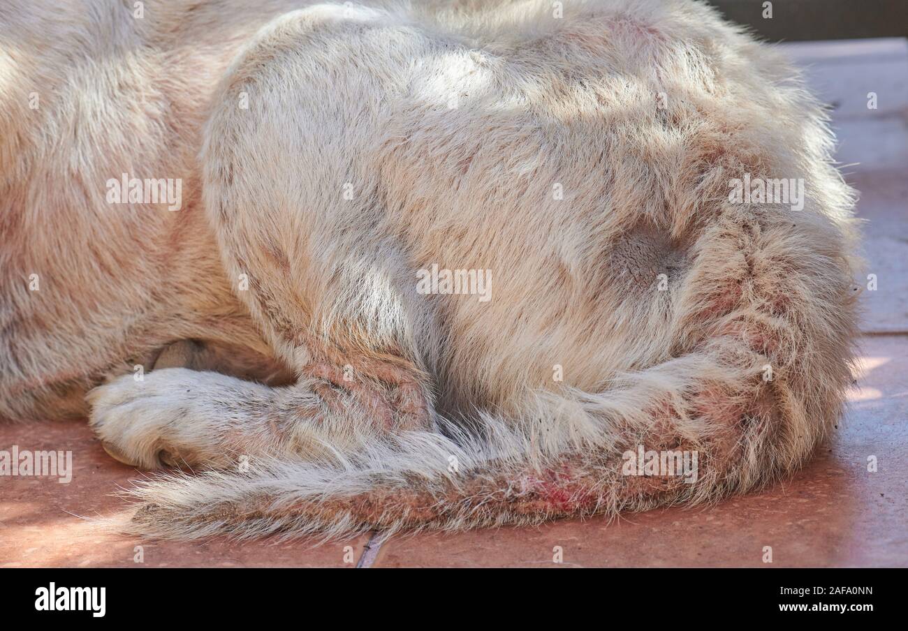 Dog tail damged with fungus disease close up view Stock Photo