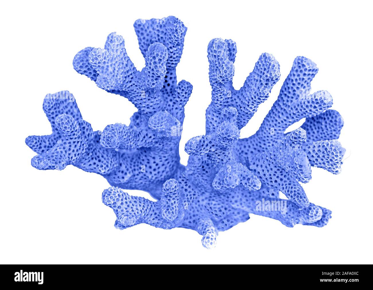 coral isolated on white background Stock Photo Alamy