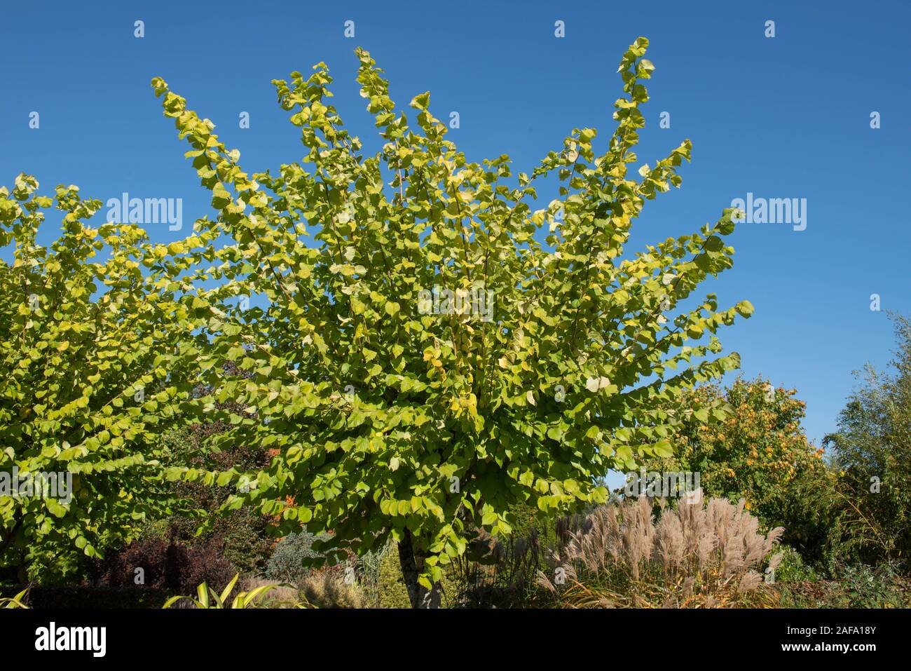Golden elm tree hires stock photography and images Alamy
