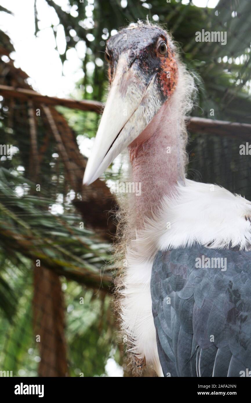 Marameri Pambu Marabu leptoptilos crumeniferus hi-res stock photography and images - Alamy