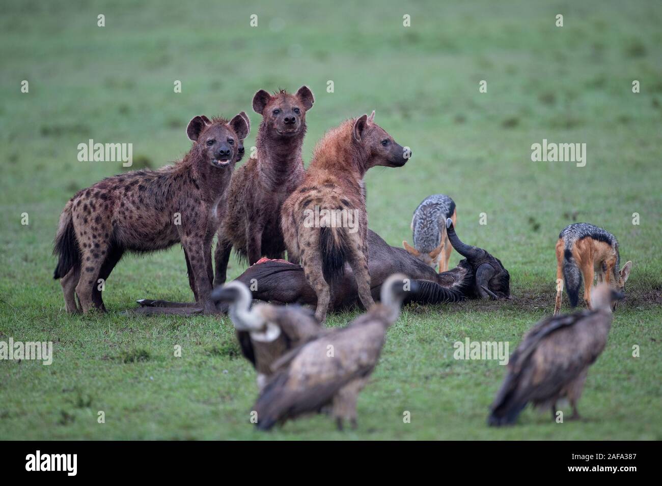 杉本博司　ポスター　Hyena-Jackal-Vulture 杉本博司 ポスター Hyena-Jackal-Vulture 杉本博司 ポスター