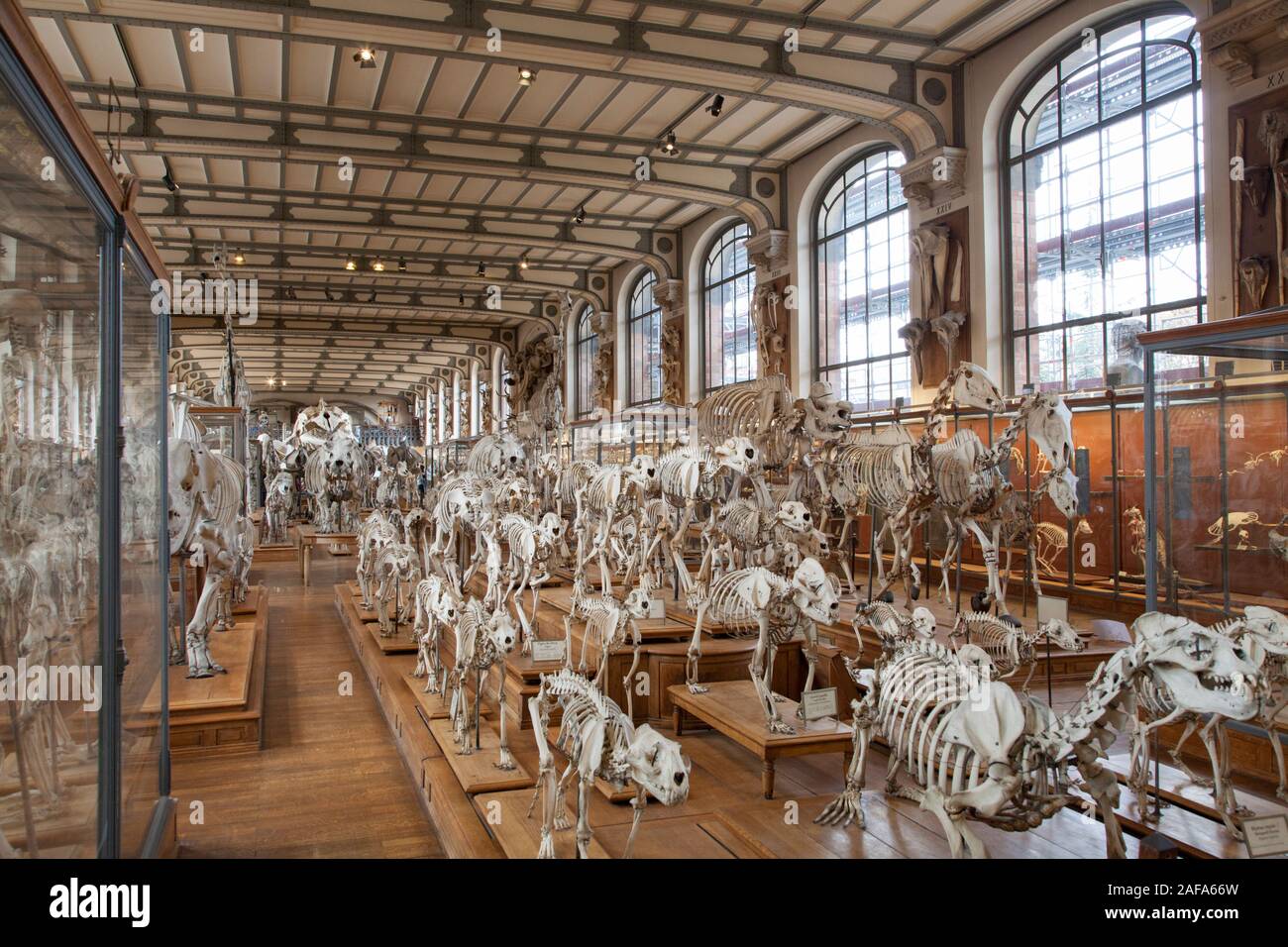 The Gallery of Paleontology and Comparative Anatomy in Paris features an amazing collection of skeletons, fossils, and historic biological specimens Stock Photo