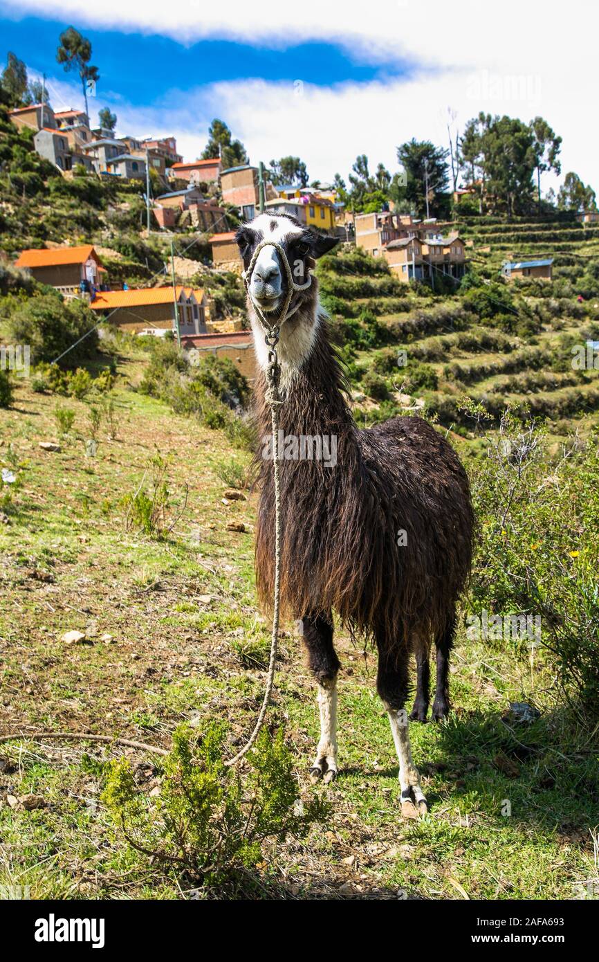 Alpaca portrait at  Isla del Sol  island on a sunny day. Bolivia.  South America . Lamas and alpacas are the two domestic animals from the camel famil Stock Photo