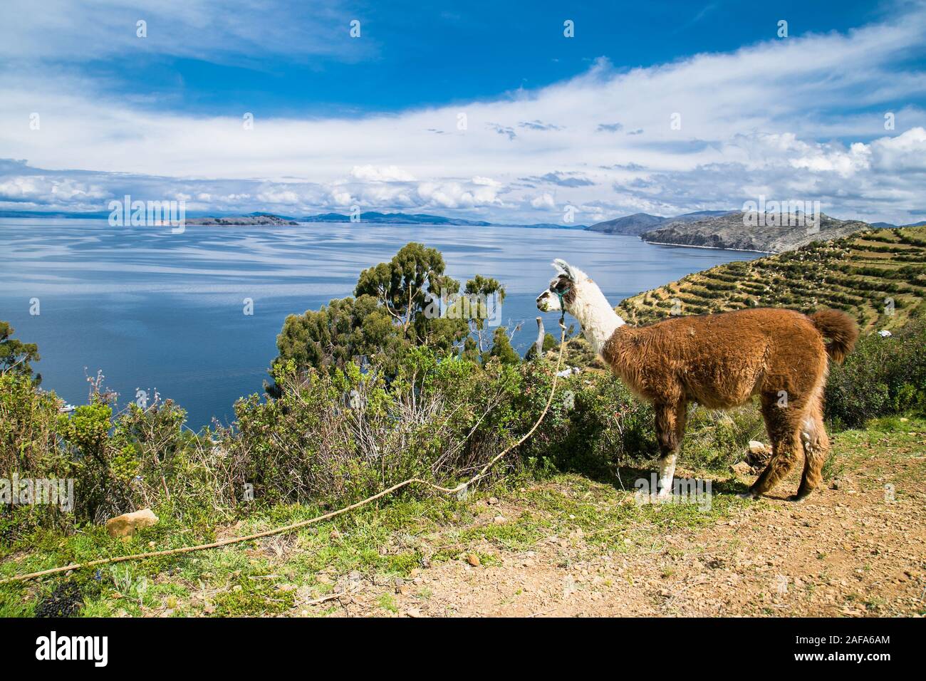 Alpaca portrait at  Isla del Sol  island on a sunny day. Bolivia.  South America . Lamas and alpacas are the two domestic animals from the camel famil Stock Photo