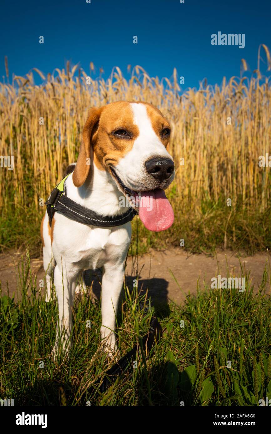 Dog in the fields in summer. Beagle dog on a walk in sun with tongue out. Stock Photo
