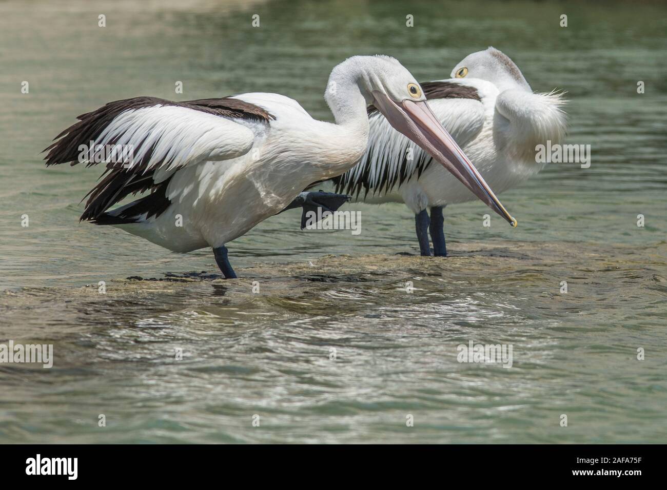 Adelaide, Australia. 14 December 2019. Australian pelicans (Pelecanus Conspicillatus) grooming and preening  on a hot summer day Credit: Amer Ghazzal/Alamy Live News Stock Photo
