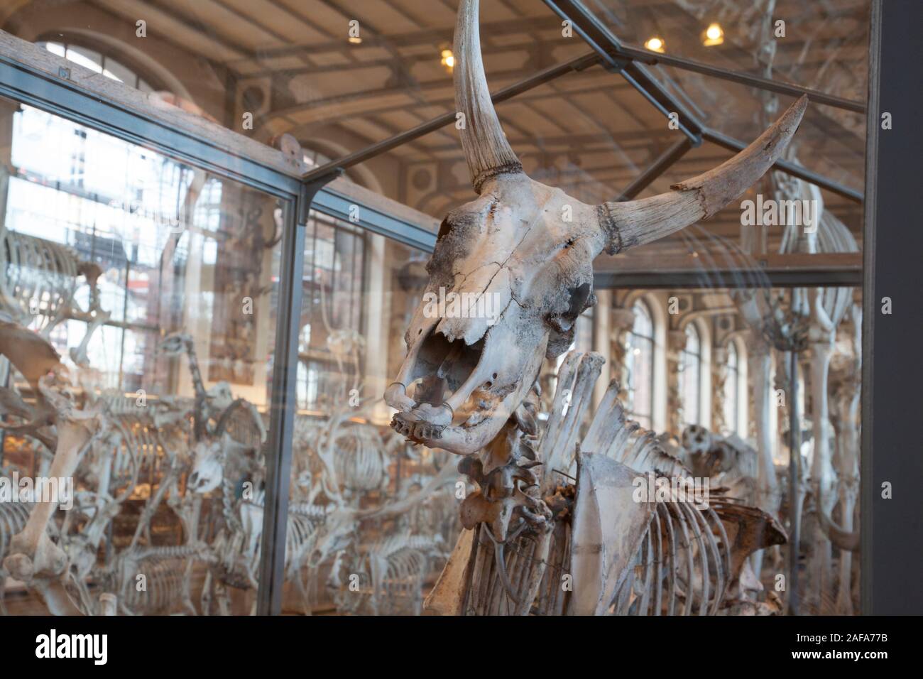A skeleton inside the Gallery of Paleontology and Comparative Anatomy in Paris Stock Photo