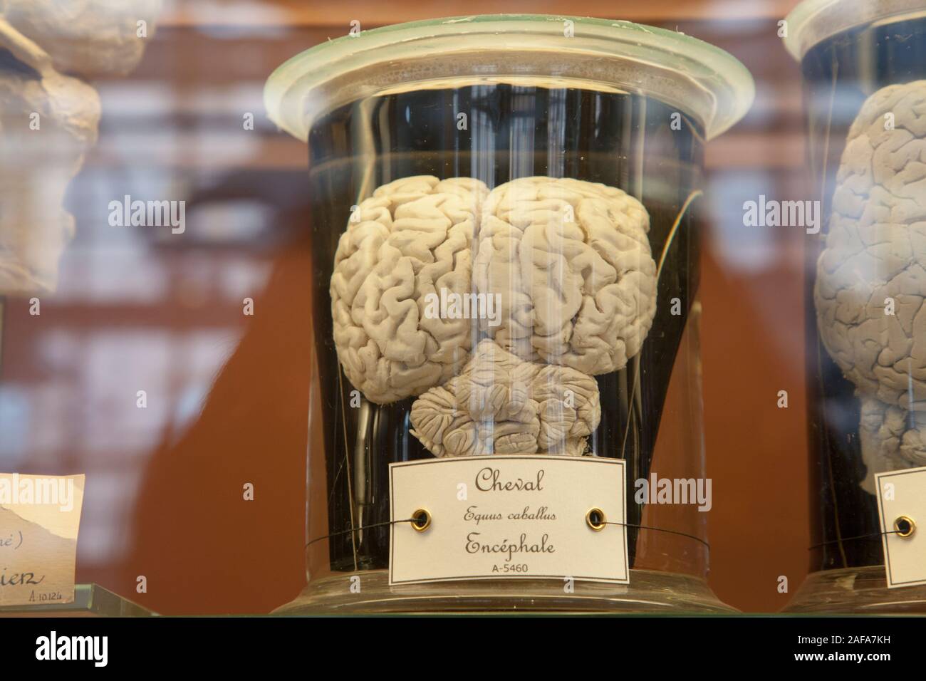 A horse brain in a glass specimen jars at the Gallery of Paleontology and Comparative Anatomy in Paris Stock Photo