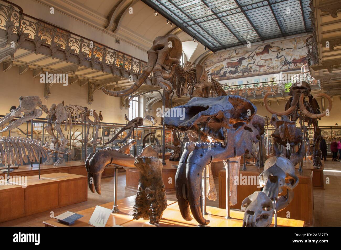 The Gallery of Paleontology and Comparative Anatomy in Paris Stock Photo