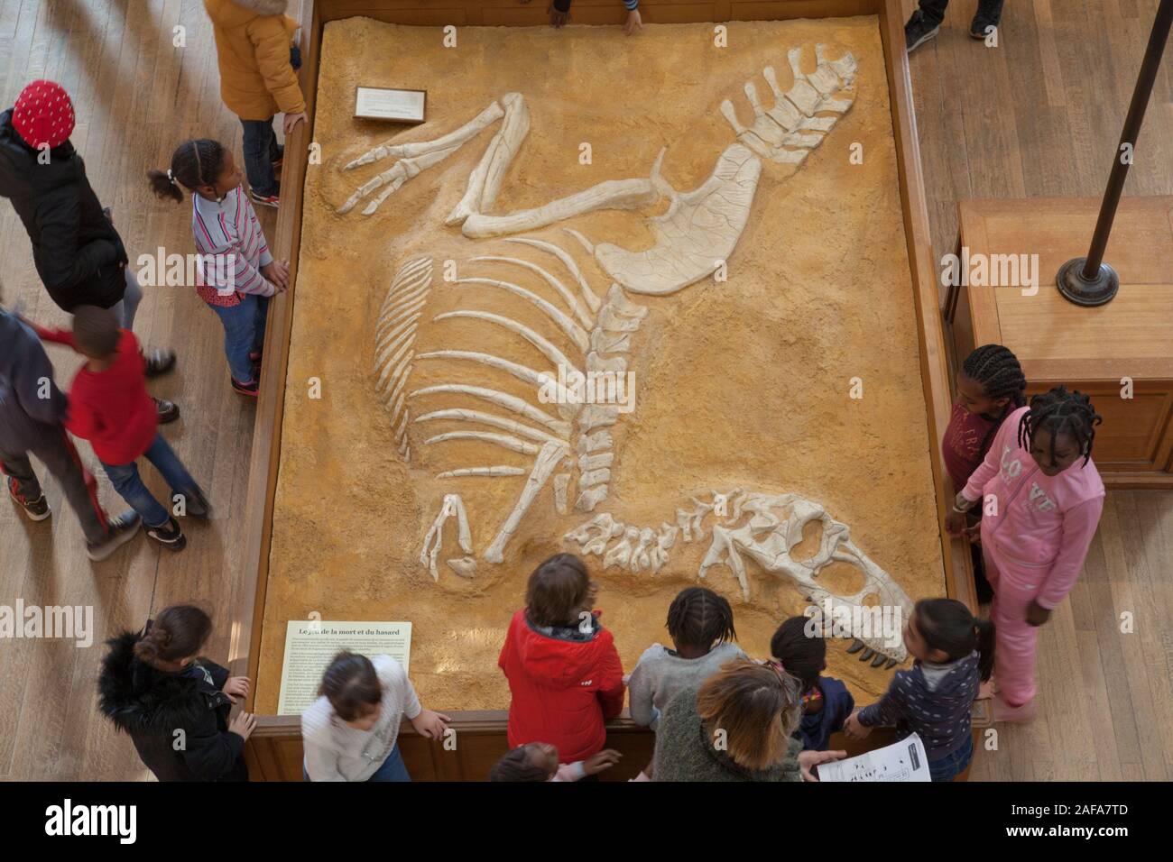 A group of school children view a dinosaur fossil at The Gallery of Paleontology and Comparative Anatomy in Paris Stock Photo