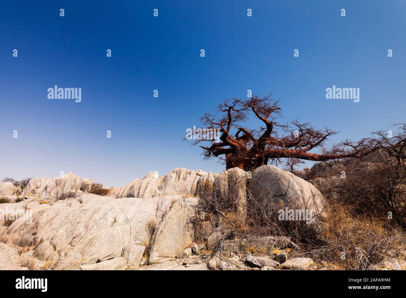 Rocky Kubu island & huge baobab trees, Sowa pan(Sua pan), Makgadikgadi pans, Botswana, Southern Africa, Africa Stock Photo