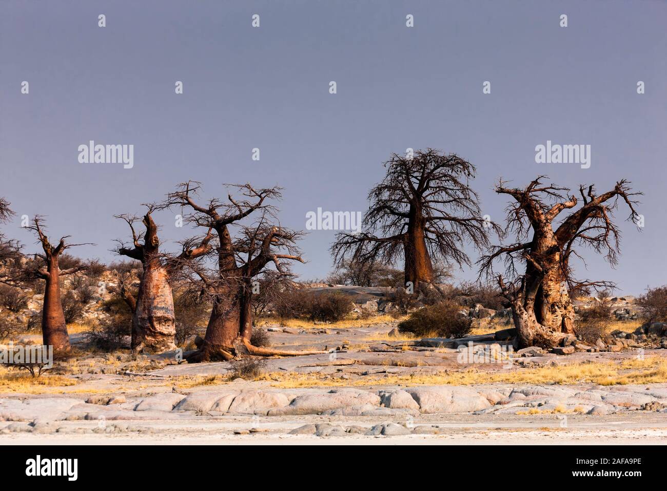 Huge and strange baobab trees in Kubu island, Sowa pan(Sua pan), Makgadikgadi pans, Botswana, Southern Africa, Africa Stock Photo