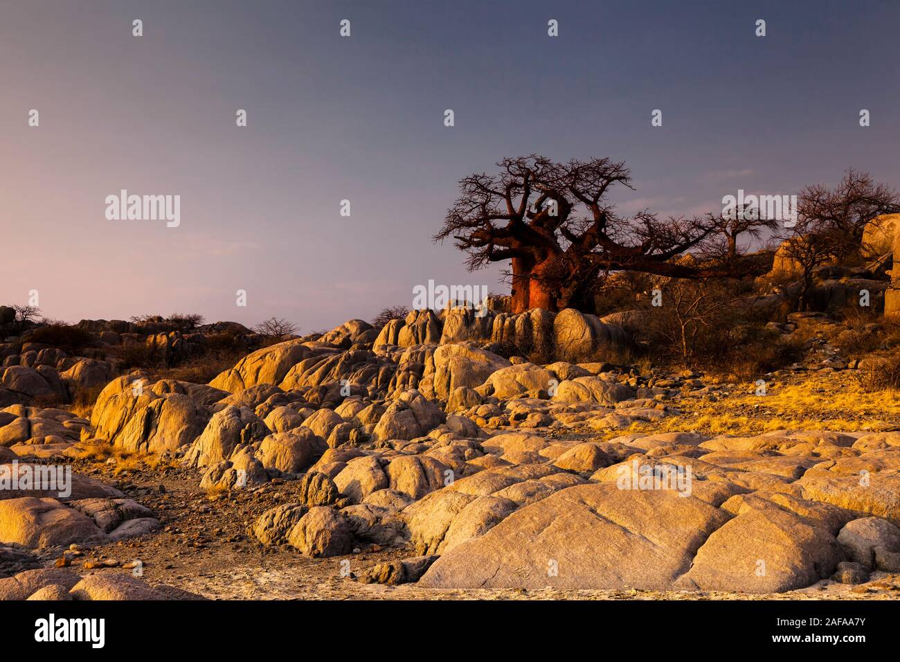 Rocky Kubu island with strange baobab tree in the evening glow, Sowa pan, Sua pan, Makgadikgadi pans, Botswana, Africa Stock Photo