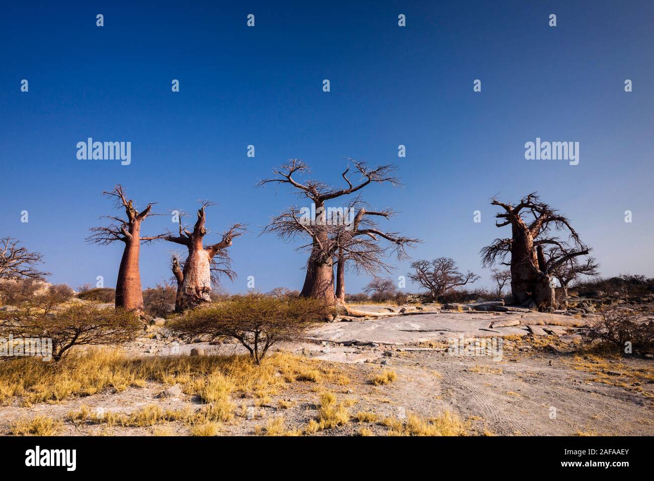 Giant baobab trees in Kubu island, Sowa pan(Sua pan), Makgadikgadi pans, Botswana, Southern Africa, Africa Stock Photo