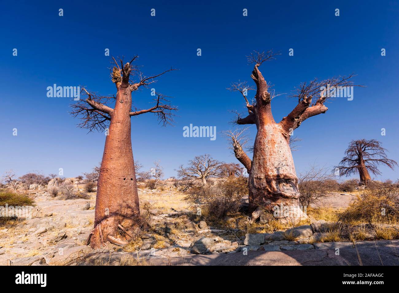 Giant baobab trees in Kubu island, Sowa pan(Sua pan), Makgadikgadi pans, Botswana, Southern Africa, Africa Stock Photo