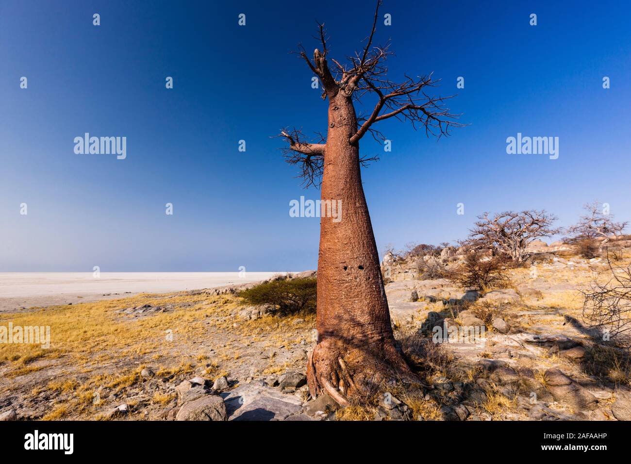 Baobab tree in Kubu island and white salt pan, Sowa pan(Sua pan), Makgadikgadi pans, Botswana, Southern Africa, Africa Stock Photo