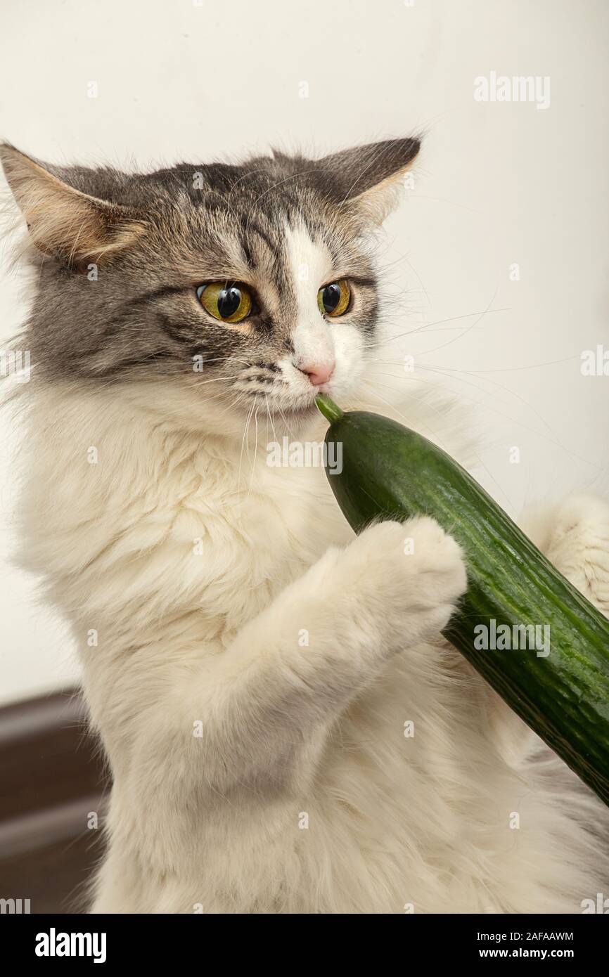 cat eats cucumber