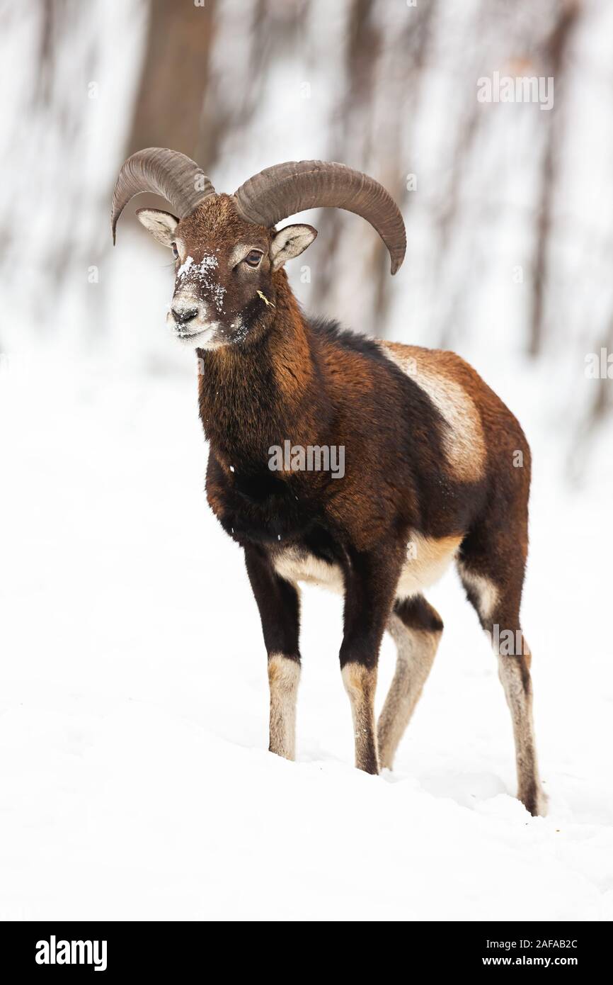 Young mouflon ram with curved horns standing in snow in wintertime Stock Photo