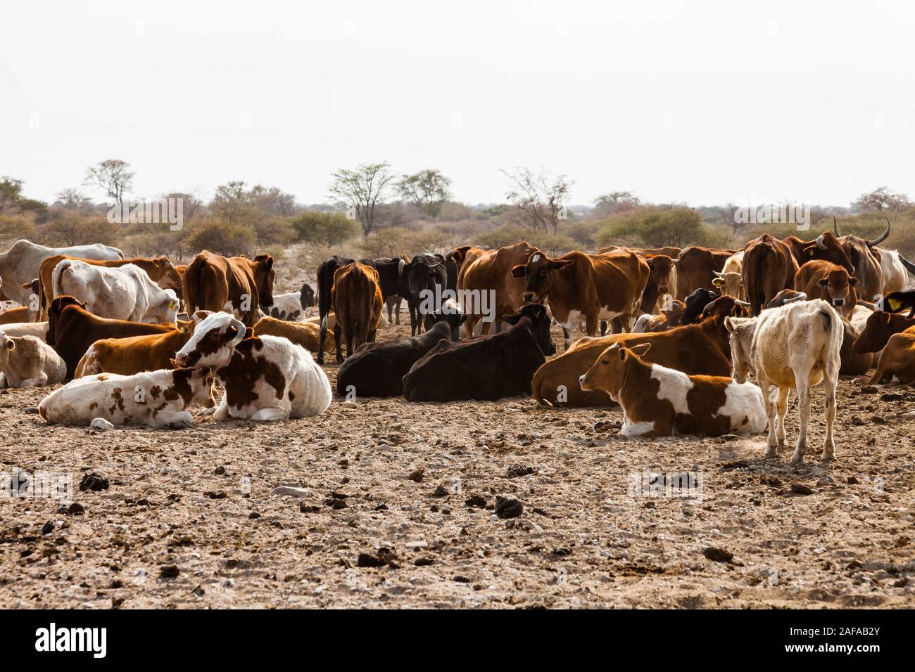 Cattle herding at remote area beside Sowa pan(Sua pan), Makgadikgadi pans, Botswana, Southern Africa, Africa Stock Photo