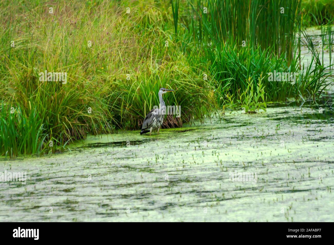 Gray Heron on a reedy lake, summer, July Stock Photo