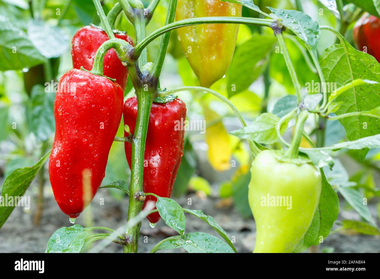 Ripe and unripe bell pepper with water drops growing on bush in the garden. Bulgarian or sweet pepper plant. Shallow depth of field. Stock Photo
