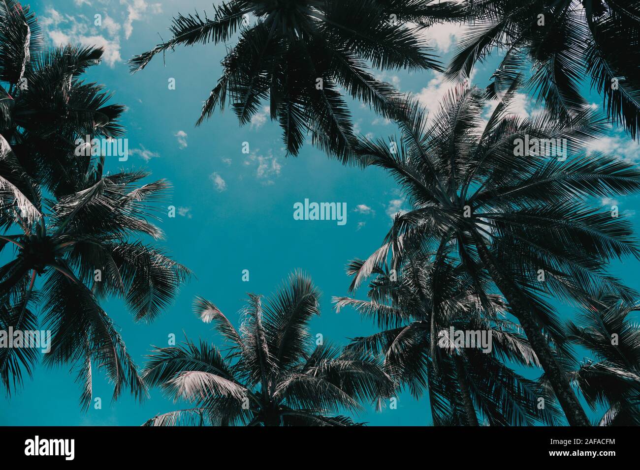 Coconut oil palm trees in hi-res stock photography and images - Alamy
